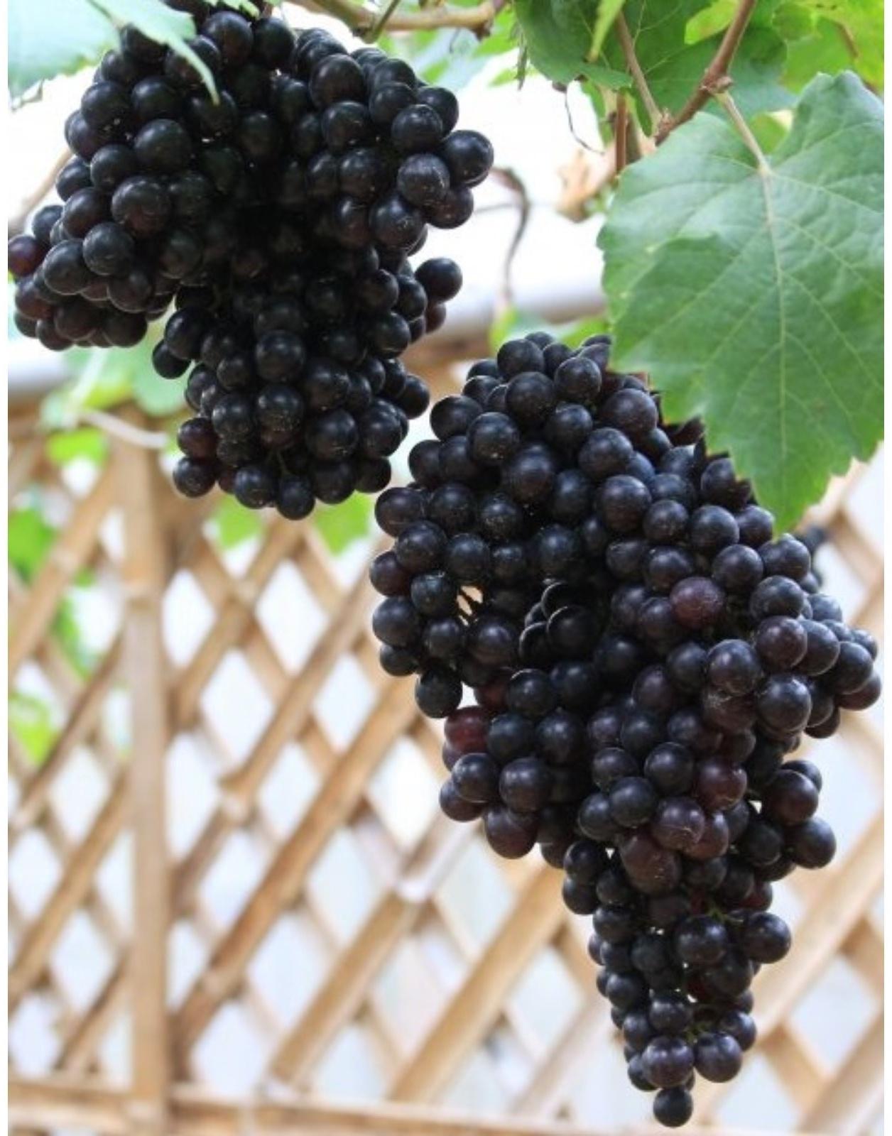 Виноград Кишмиш чёрный, Весна 2024, 1 шт.