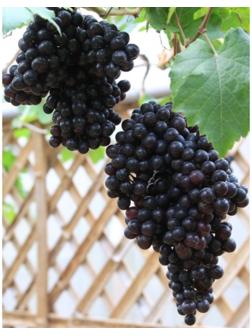 Виноград Кишмиш чёрный, Весна 2024, 1 шт.