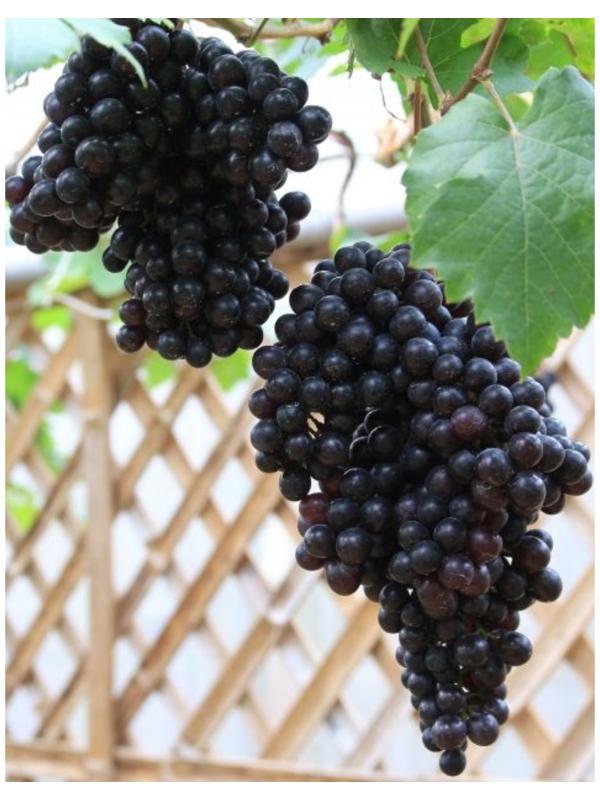 Виноград Кишмиш чёрный, Весна 2024, 1 шт.