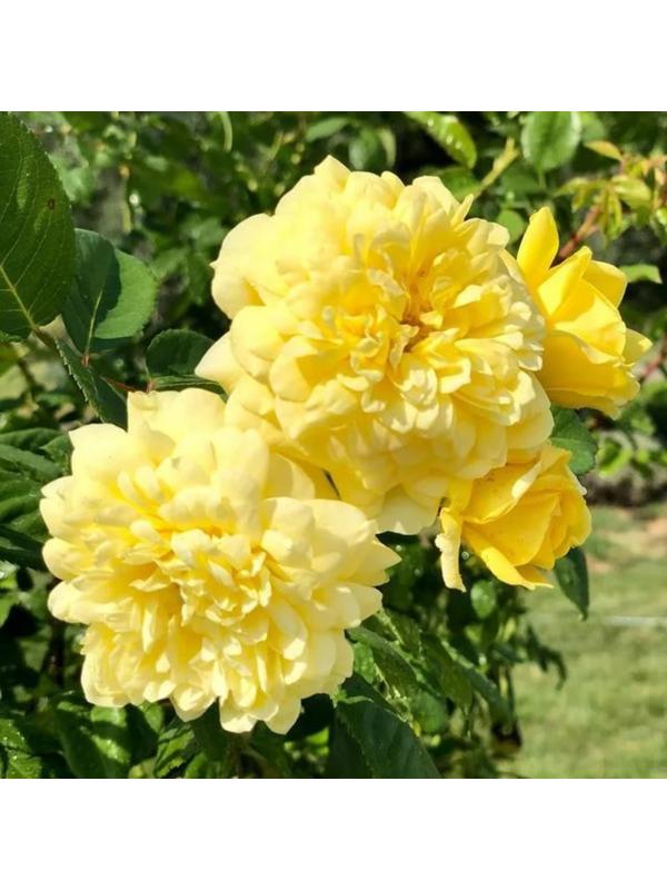 Саженец розы 