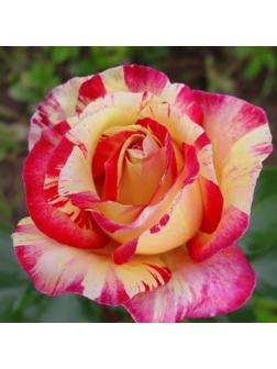 Роза Сабле, Весна 2024, 1 шт.