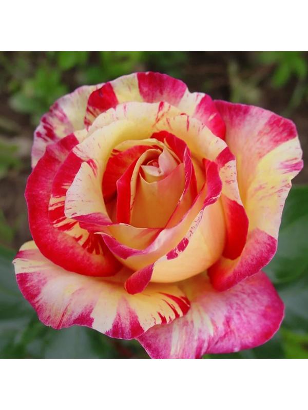 Роза Сабле, Весна 2024, 1 шт.