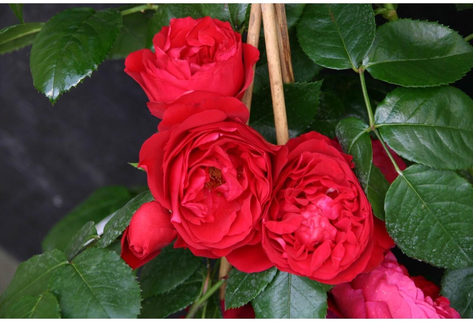 Роза Флорентина, Весна 2024, 1 шт.