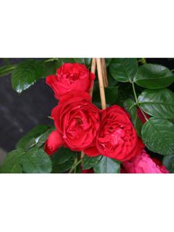 Роза Флорентина, Весна 2024, 1 шт.