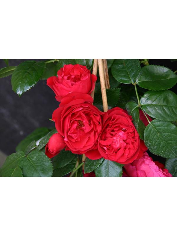 Роза Флорентина, Весна 2024, 1 шт.