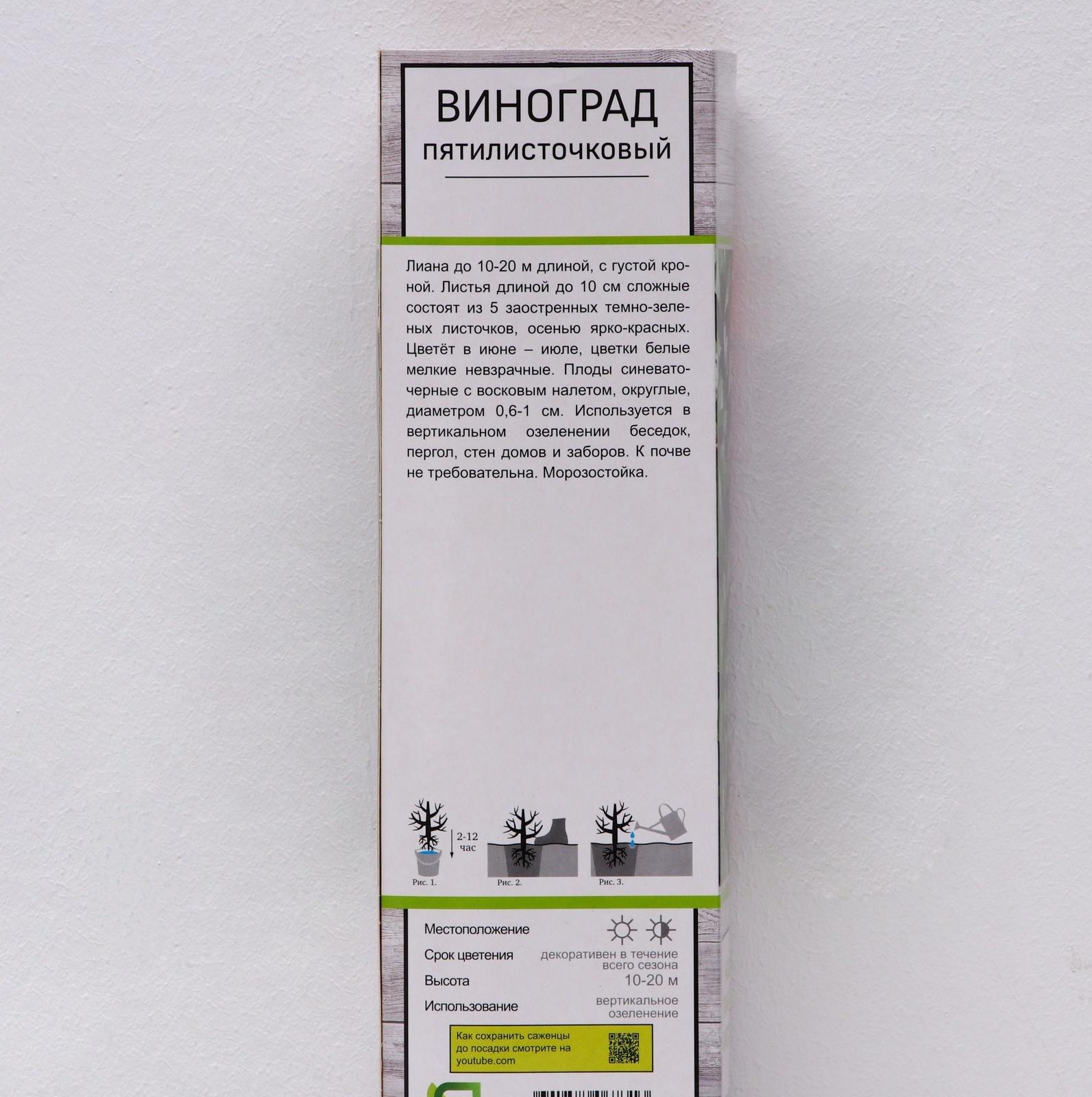 Виноград пятилисточковый (Партеноциссус), 1 шт, туба, Весна 2024