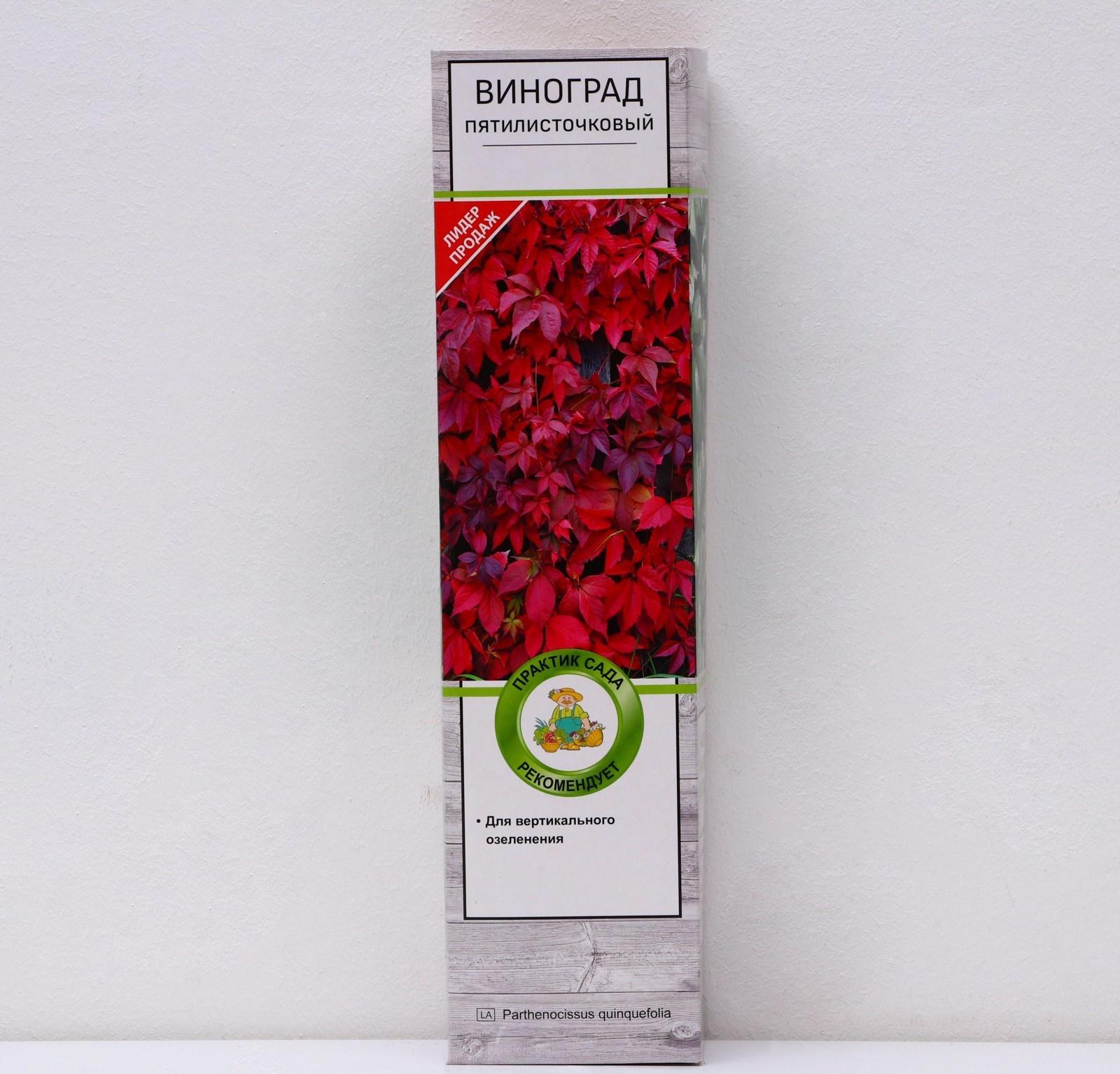 Виноград пятилисточковый (Партеноциссус), 1 шт, туба, Весна 2024