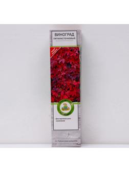 Виноград пятилисточковый (Партеноциссус), 1 шт, туба, Весна 2024