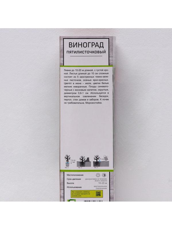 Виноград пятилисточковый (Партеноциссус), 1 шт, туба, Весна 2024