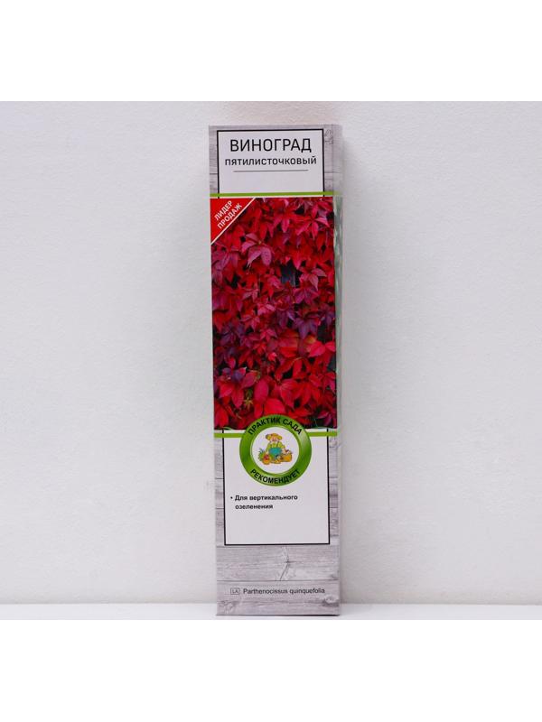 Виноград пятилисточковый (Партеноциссус), 1 шт, туба, Весна 2024
