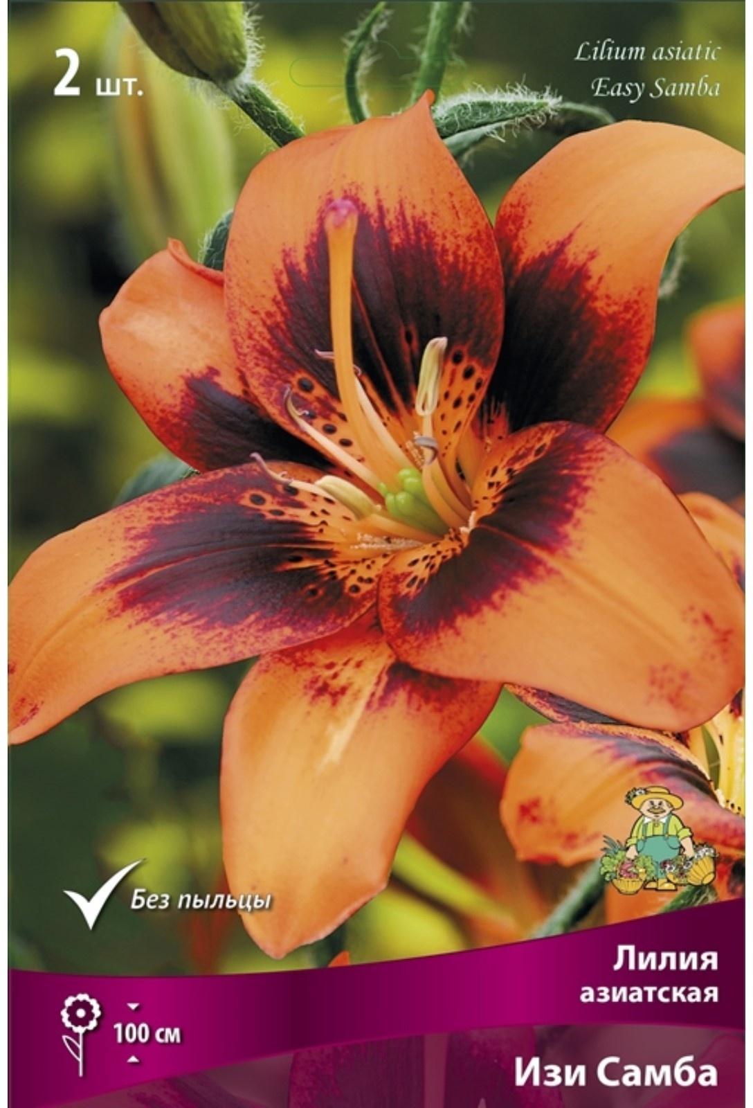 Лилии Азиатские Изи Самба, 14/16 р-р, 2 шт. 100 h(см), Осень 2022