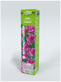 Саженец Розы Спрей 