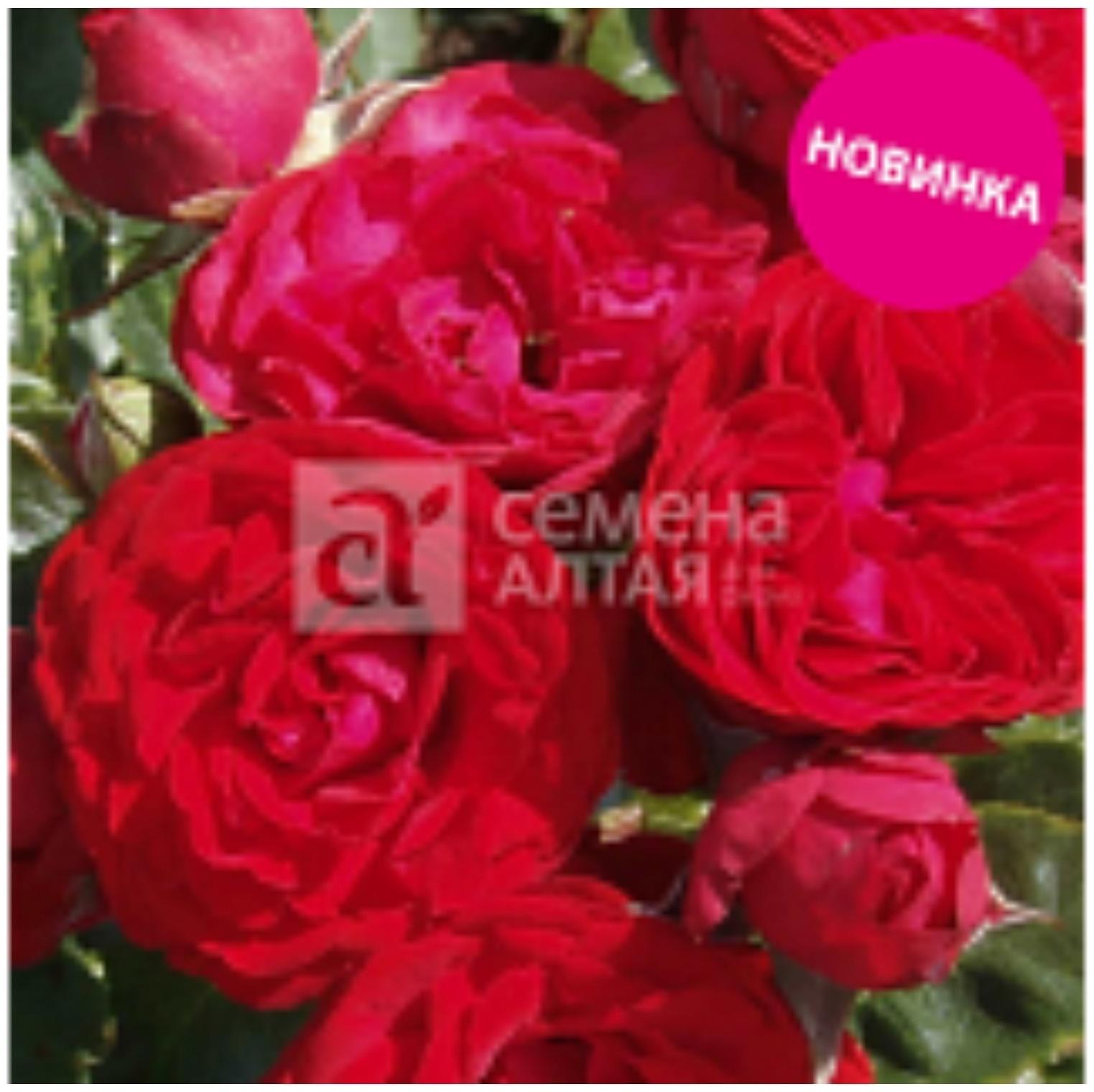 Саженец Розы Спрей 