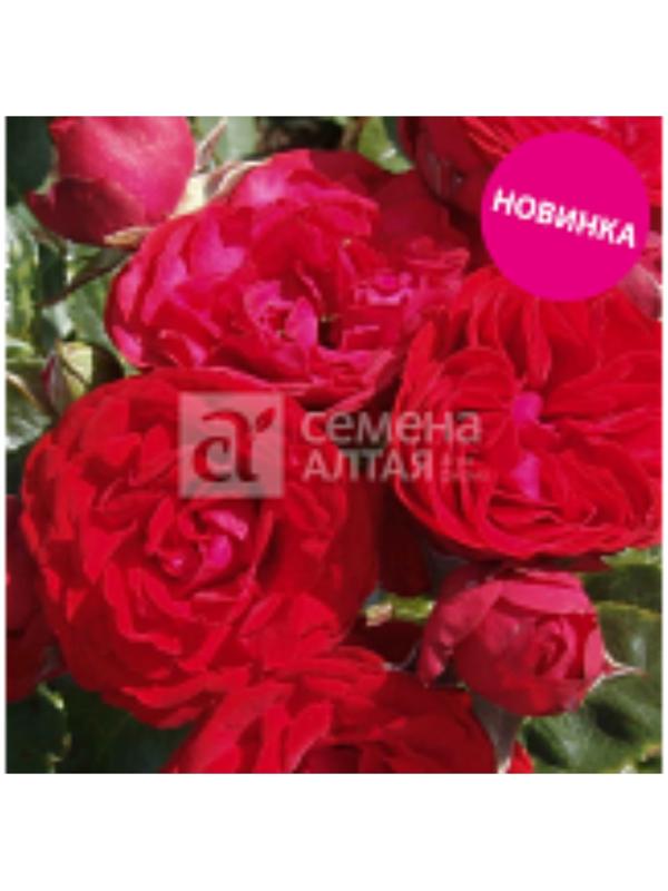 Саженец Розы Спрей 