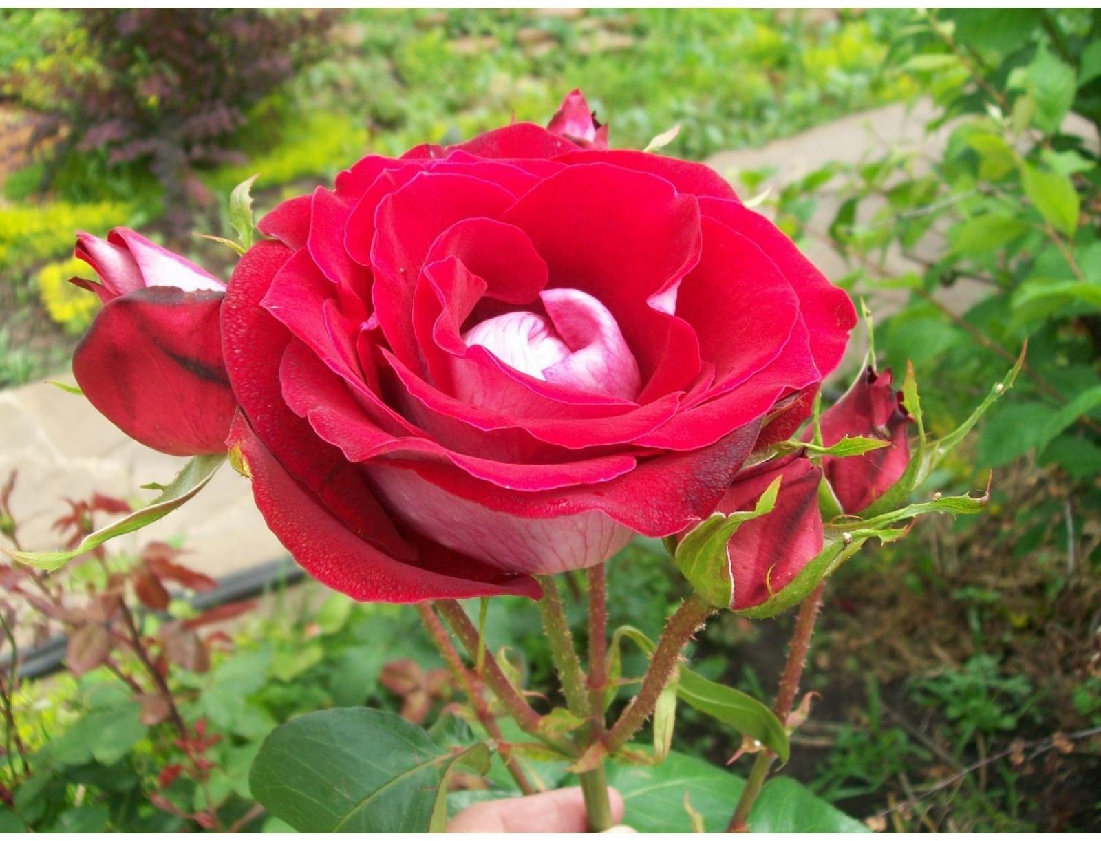 Саженец Розы Спрей 