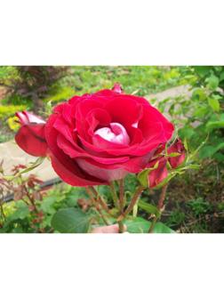 Саженец Розы Спрей 