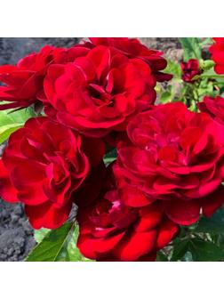 Саженец Розы Патио 