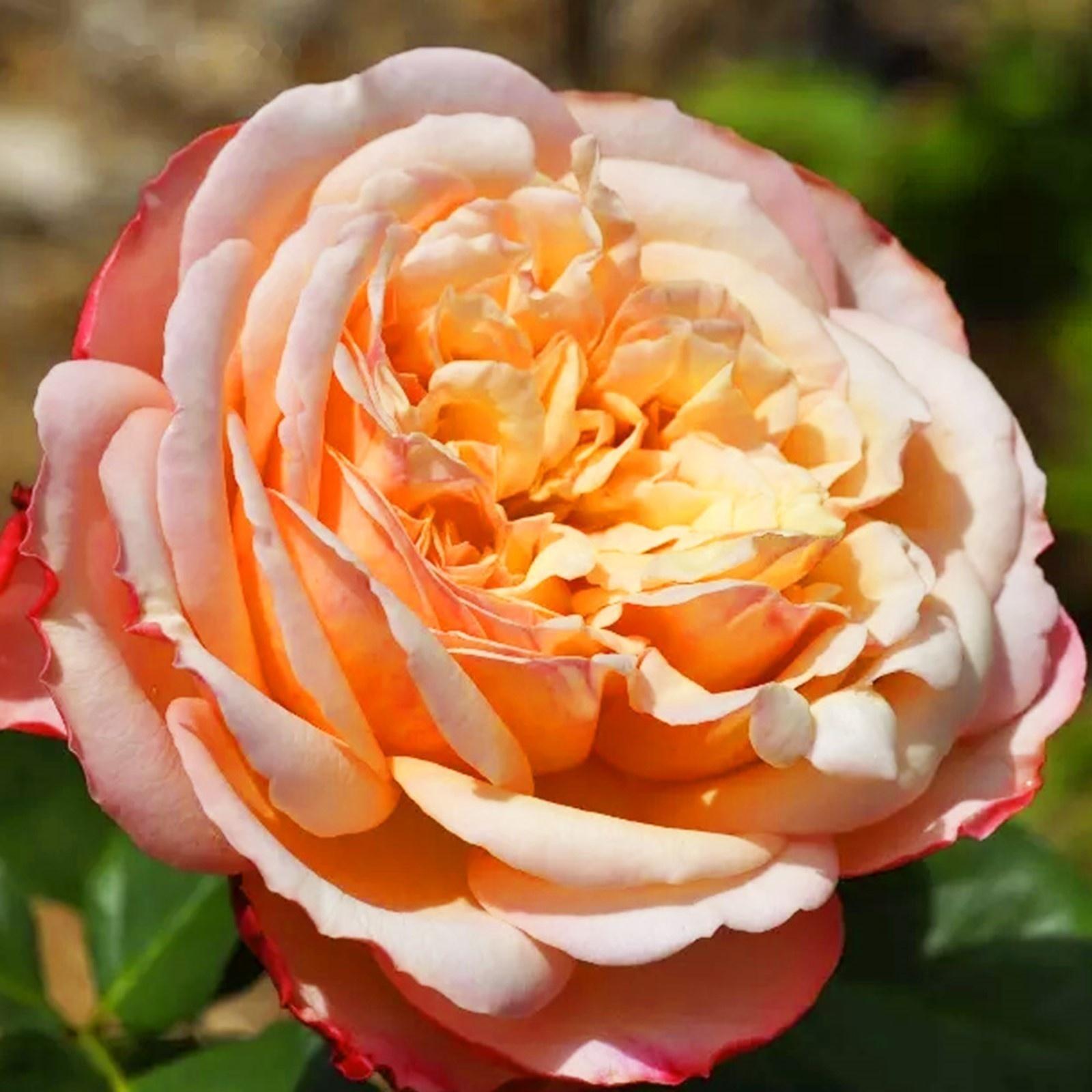 Саженец Розы Флорибунда 