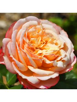 Саженец Розы Флорибунда 