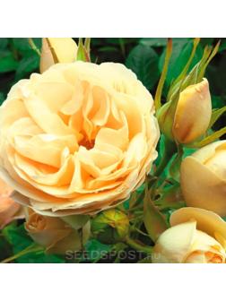 Саженец Розы Флорибунда 