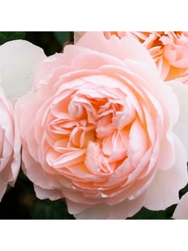 Саженец Розы Центифольная 