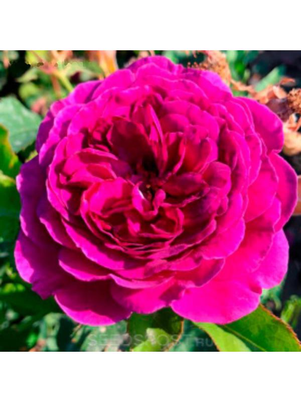 Саженец Розы Центифольная 