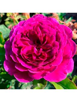 Саженец Розы Флорибунда 