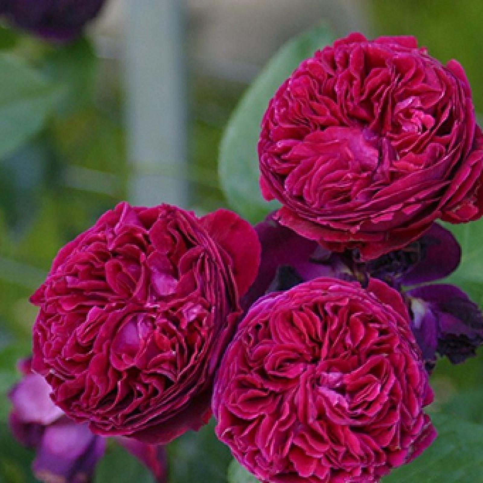 Саженец Розы Клаймбер 