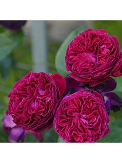 Саженец Розы Клаймбер 