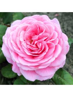 Саженец Розы Флорибунда 