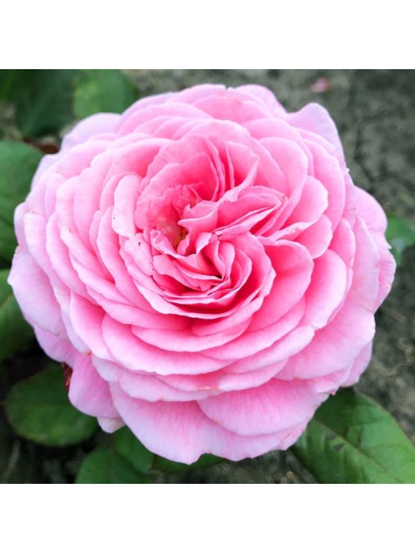 Саженец Розы Флорибунда 