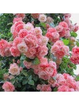 Саженец Розы Плетистая 