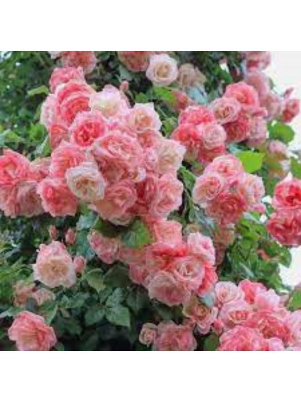 Саженец Розы Плетистая 