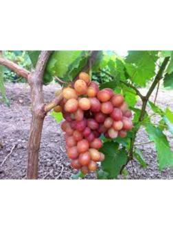 Саженец винограда 