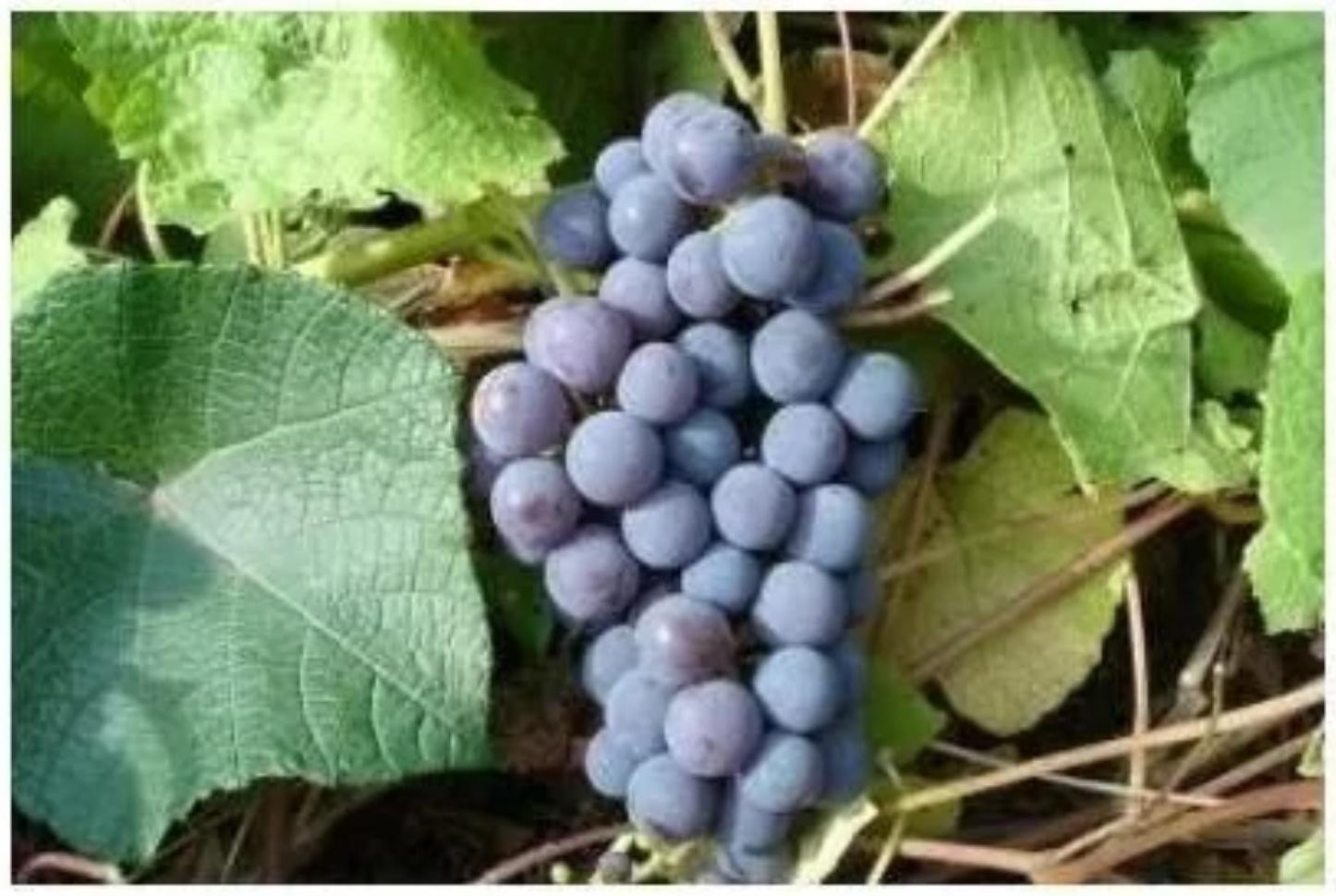 Саженец винограда 