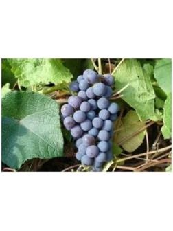 Саженец винограда 