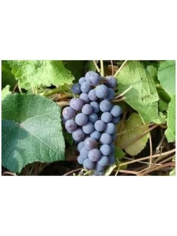 Саженец винограда 