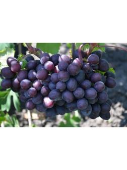 Саженец винограда 