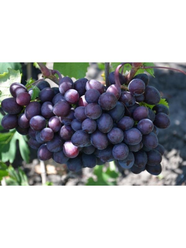 Саженец винограда 