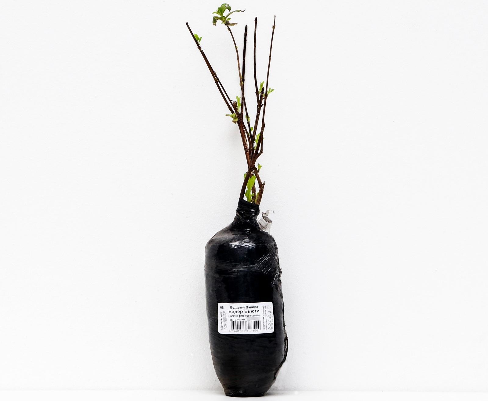 Буддлея Давида 