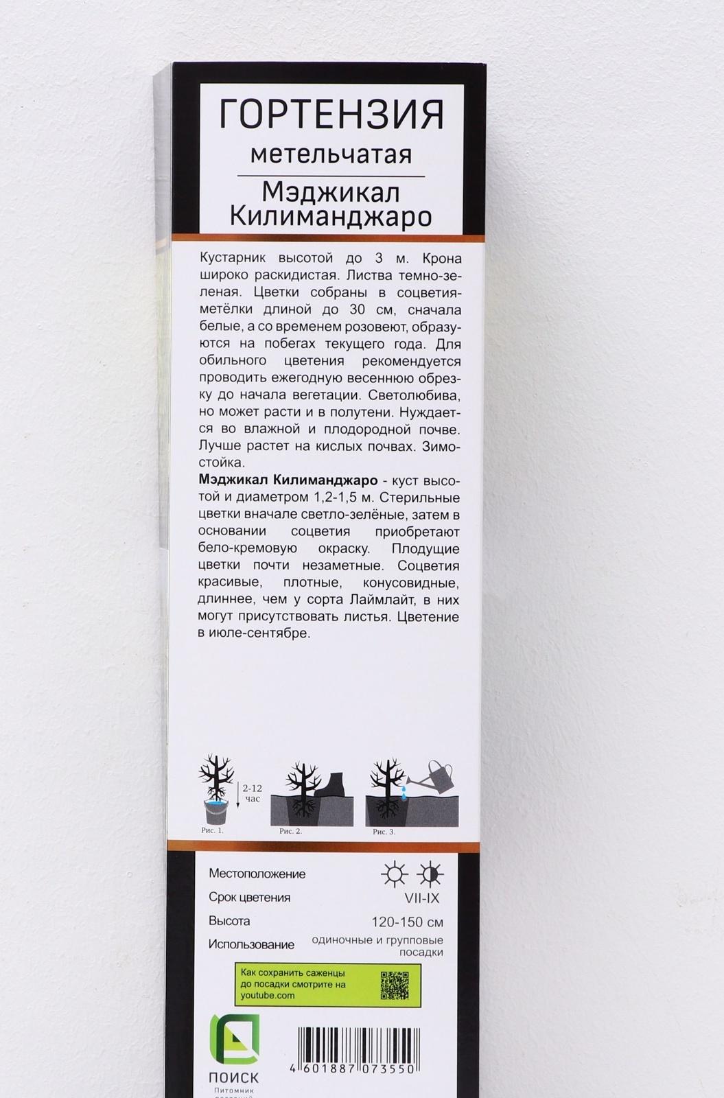 Гортензия метельчатая Люкс 