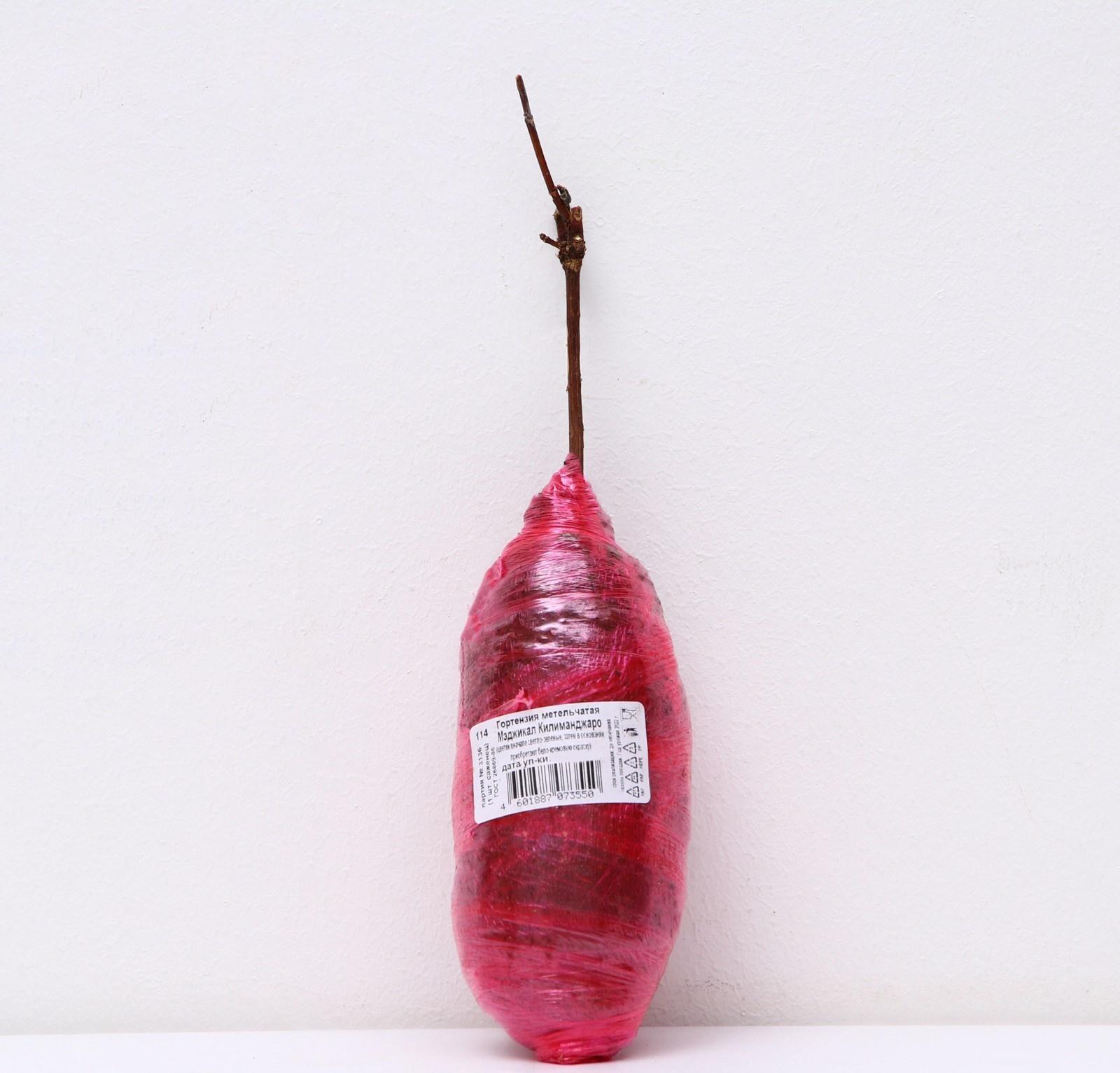 Гортензия метельчатая Люкс 