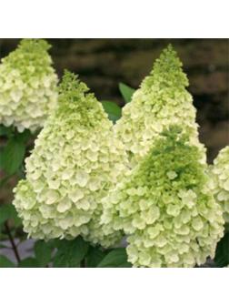 Гортензия метельчатая Люкс 