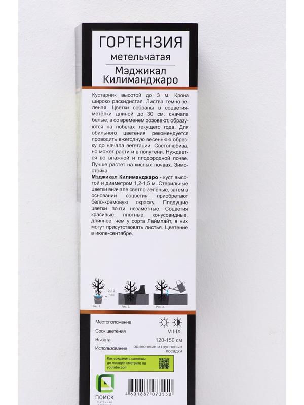 Гортензия метельчатая Люкс 