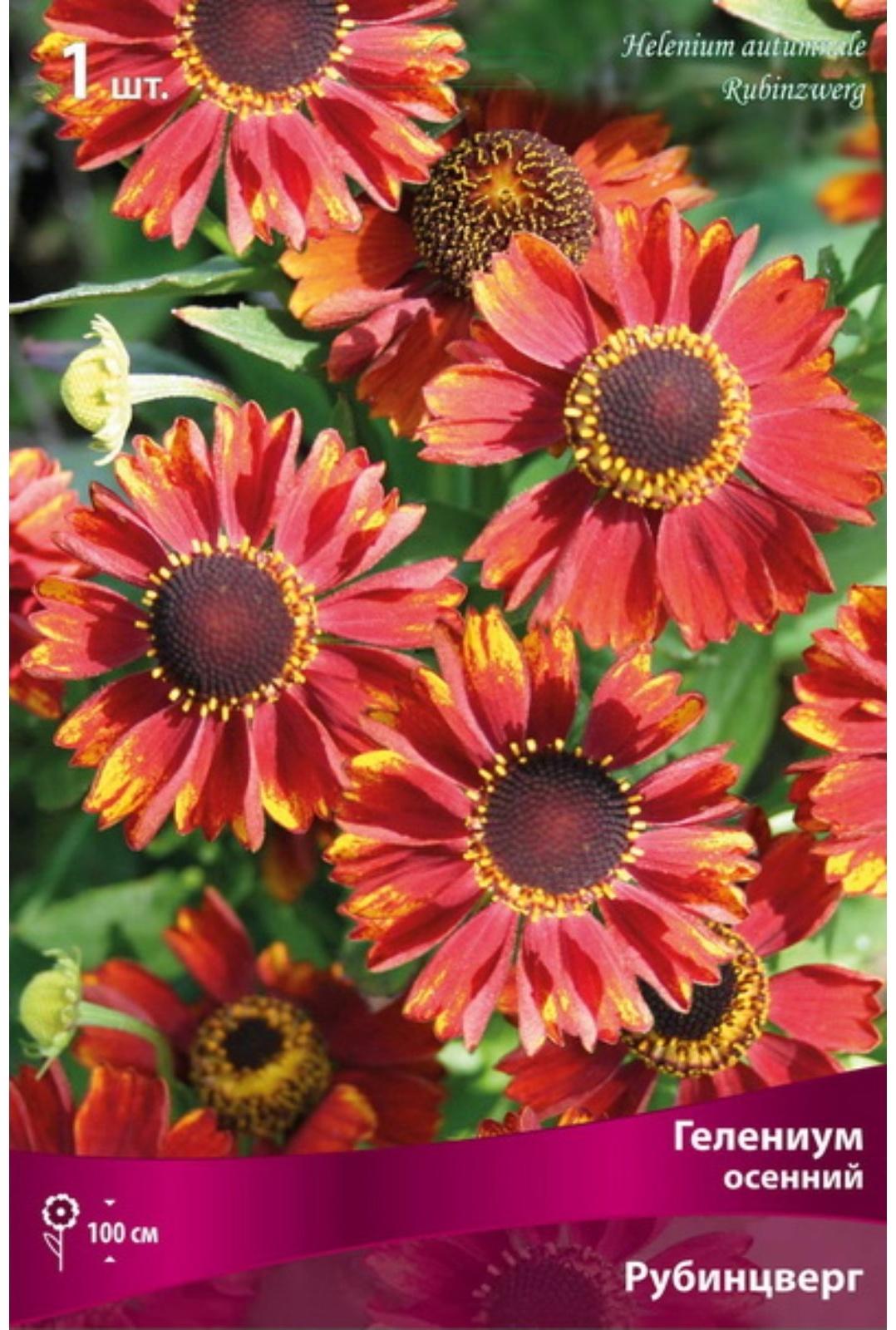 Гелениум осенний Рубинцверг, р-р l, 1 шт, Весна 2024
