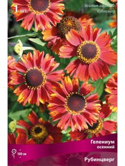 Гелениум осенний Рубинцверг, р-р l, 1 шт, Весна 2024