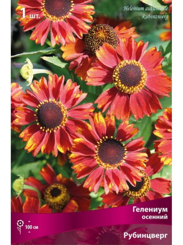 Гелениум осенний Рубинцверг, р-р l, 1 шт, Весна 2024