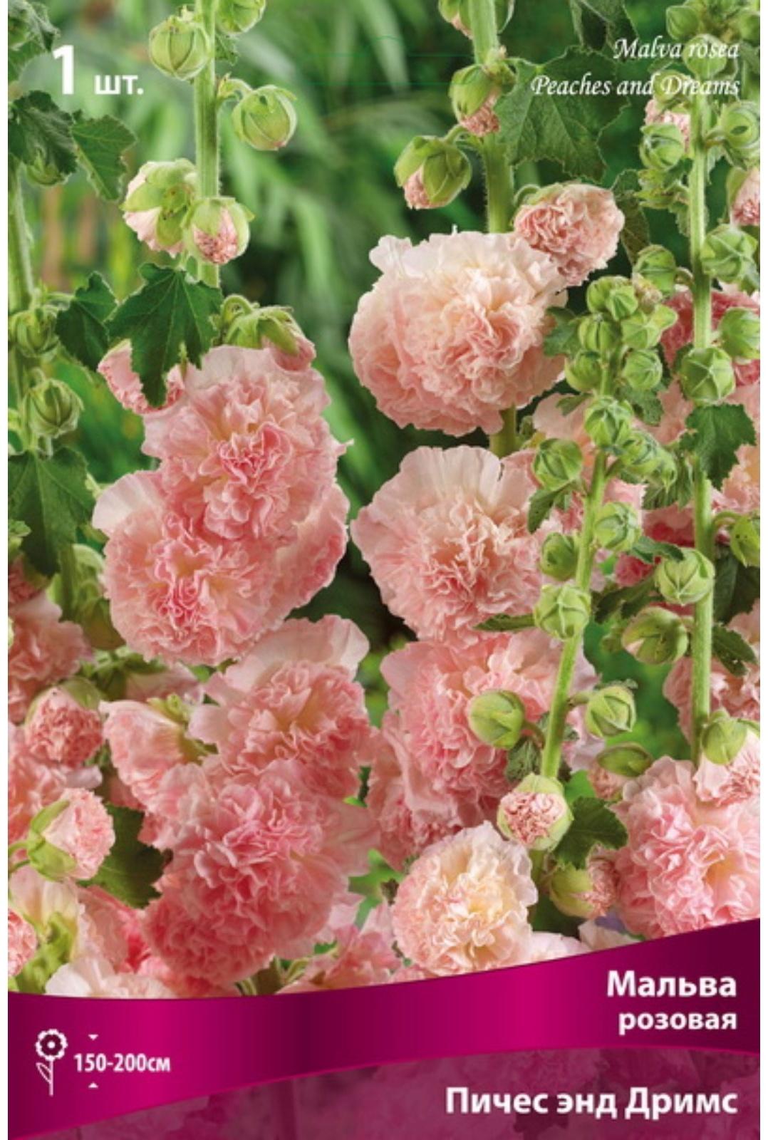 Мальва розовая Пичес энд Дримс, р-р I, 1 шт, Весна 2024