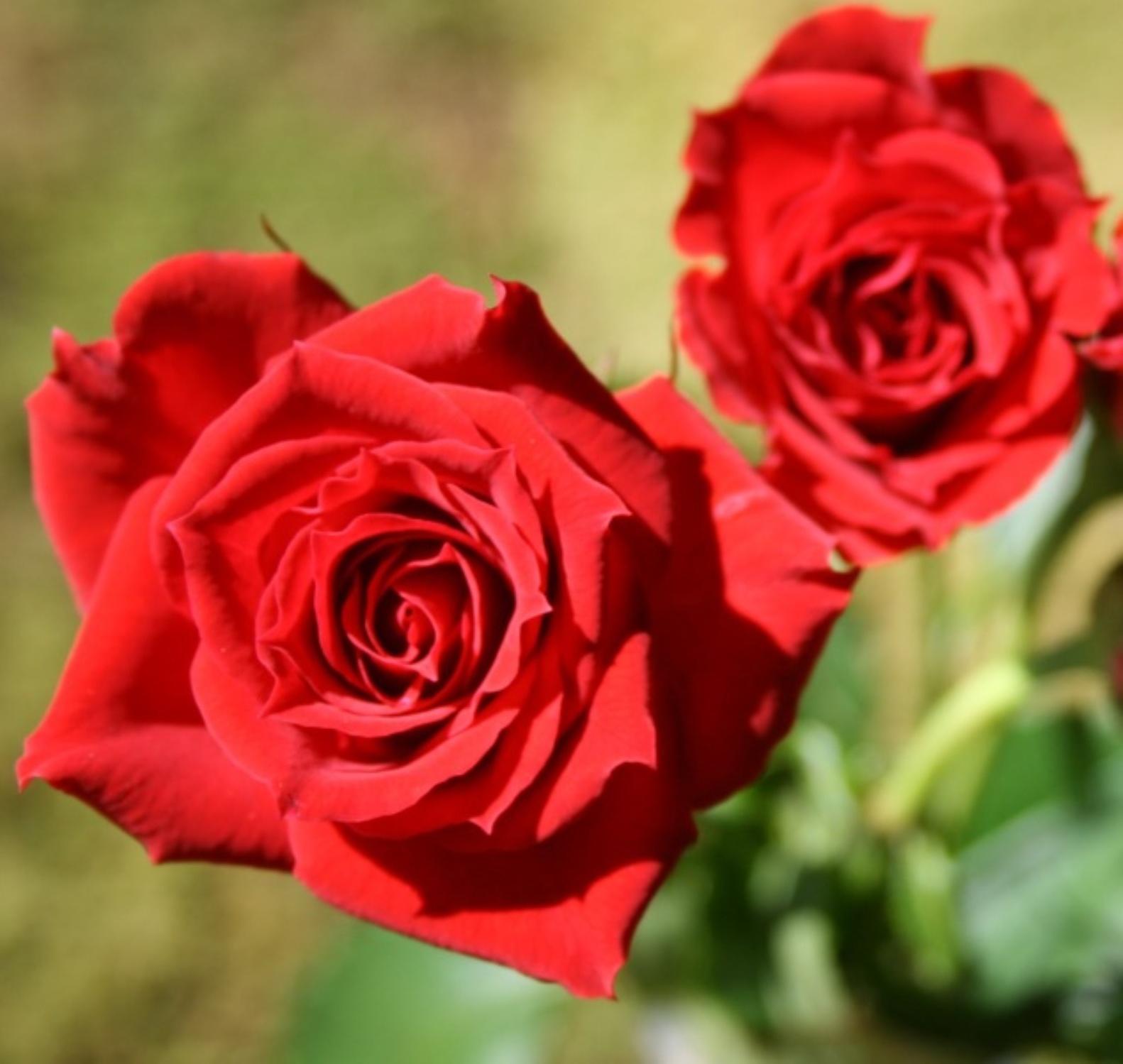 Саженец Роза Спрей (мини- Роза) Ред микадо, 1 шт, Весна 2024