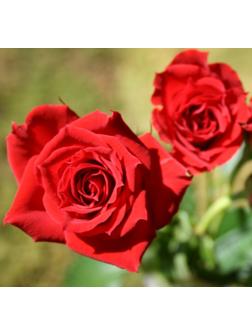 Саженец Роза Спрей (мини- Роза) Ред микадо, 1 шт, Весна 2024